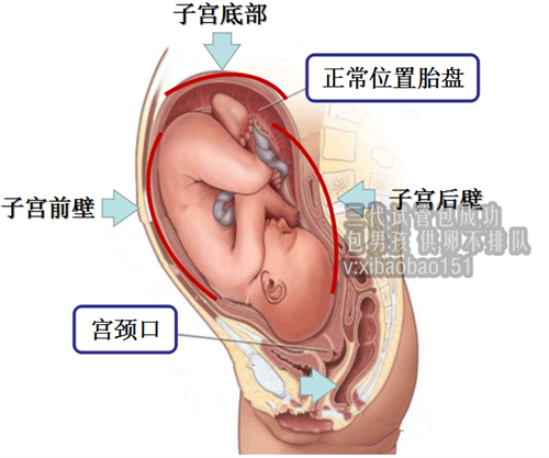 杭州找个人代孕的中介,乙肝大三阳的传染途径